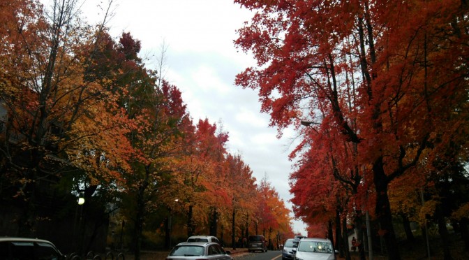 北千里の紅葉名所　三色彩道