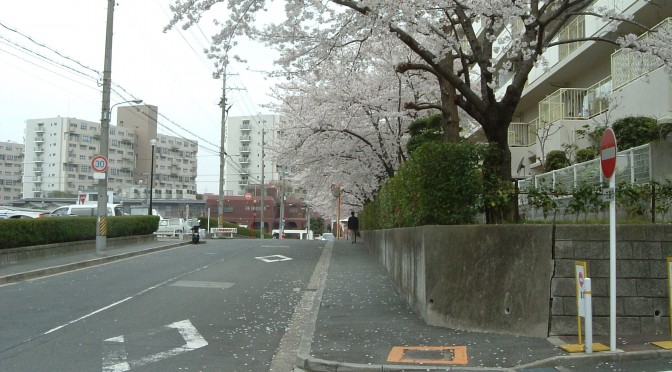 住宅街の桜並木