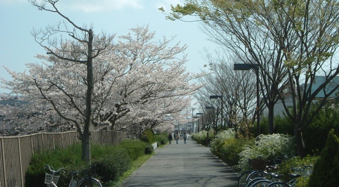 満開の桜並木