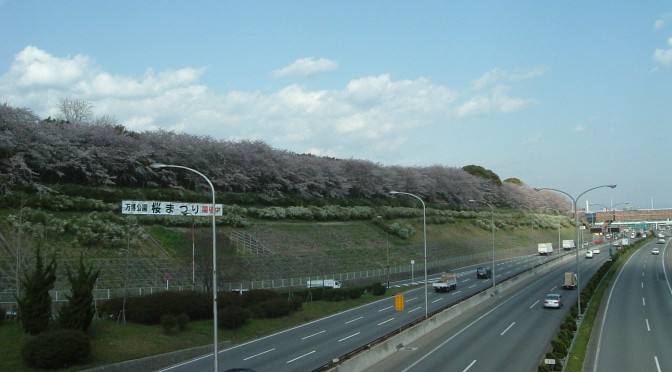 万博公園の満開の桜