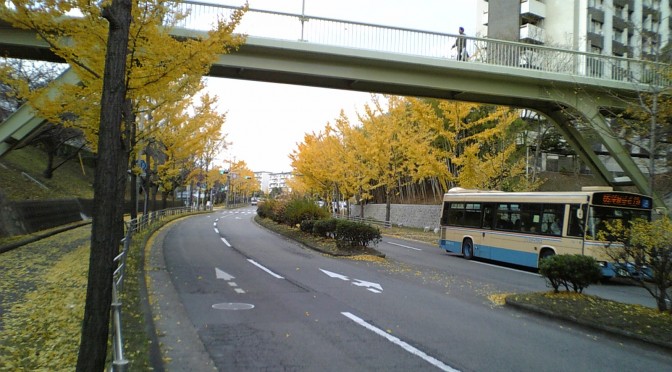 岸部から桃山台までいちょう並木が続く千里ぎんなん通り