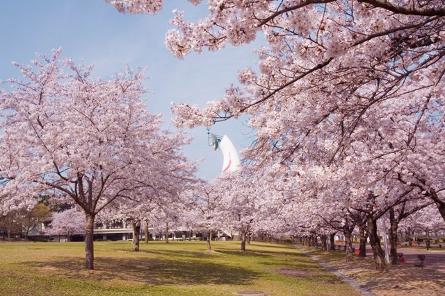 万博公園「桜まつり」がはじまりました。すでに早咲き品種は満開。夜間ライトアップも3年ぶり復活します。